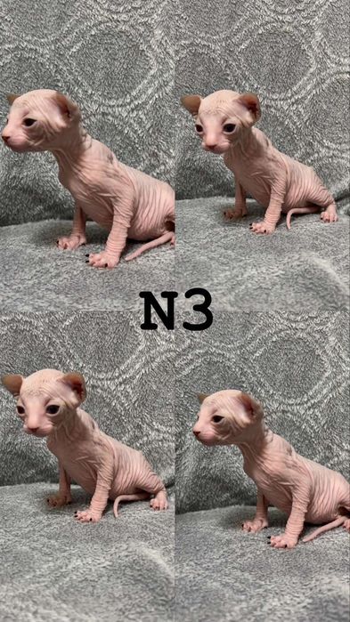 Канадський сфінкс