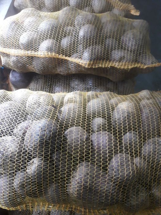 Sprzedam marchew ziemniaki