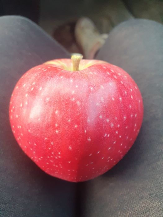 Jabłko deserowe Alwa