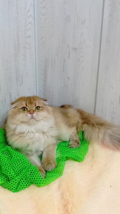 Дуже ніжна дівчинка золота шиншила шотландська висловуха Хайленд