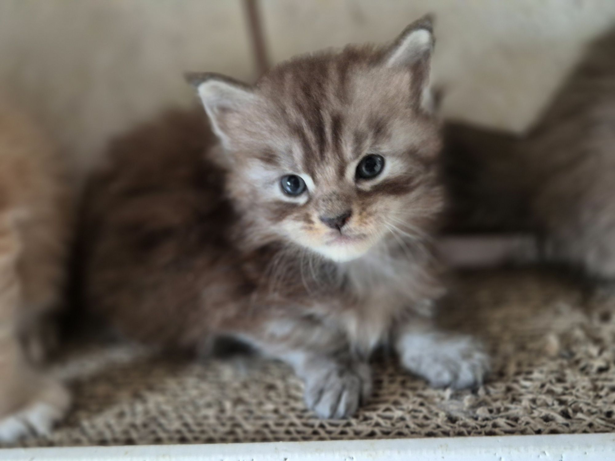 Kotek Maine coon rezerwacja Odbiór październik