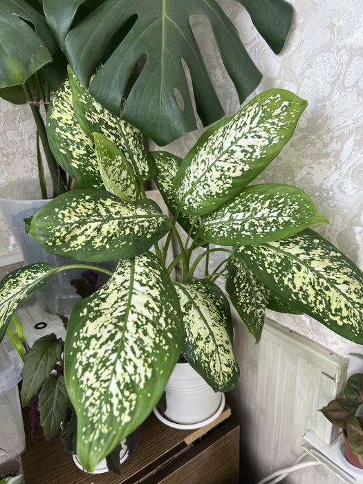 Дифенбахія диффенбахия дифенбахия