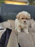 Maltipoo dziewczynka