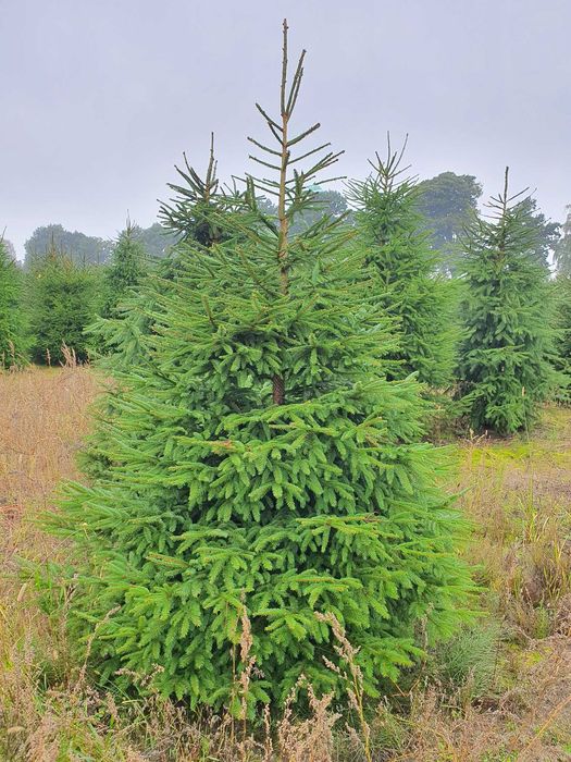 Świerk pospolity cięty 175-300 cm/ w donicy 80-175 cm/ TuChoinki.pl