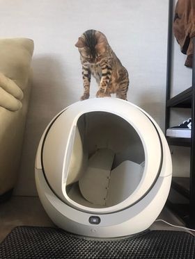 Elektryczna kuweta Petree Kula 1 - Dla aktywnych kotów!