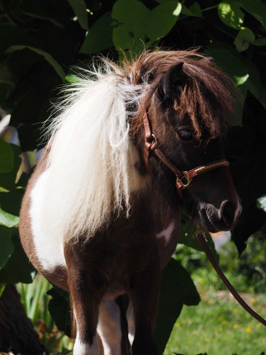 Roczny ogierek kuc szetlandzki mini-rasowy.