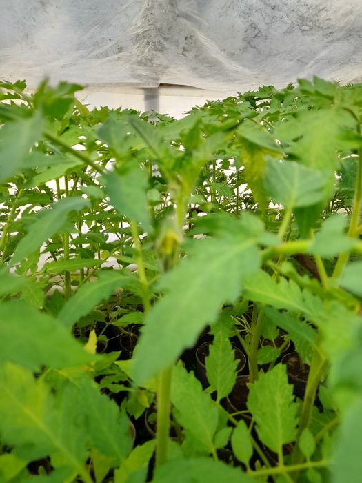 Рассада высокорослых помидор