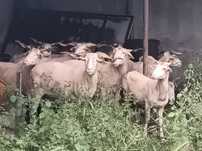Ovelhas e Malatas