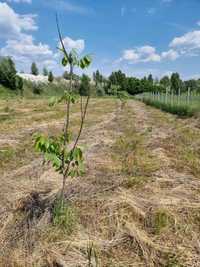 Продаж саду 4 гектари Грецького Горіху