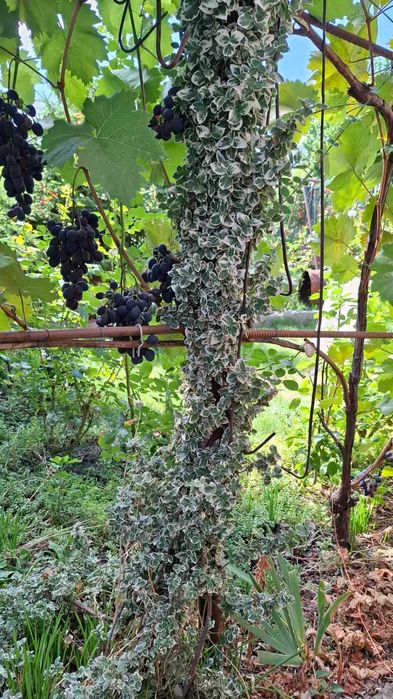 Тіньовитривалі квіти: плющі й  барвінки різні, бересклет Форчуна