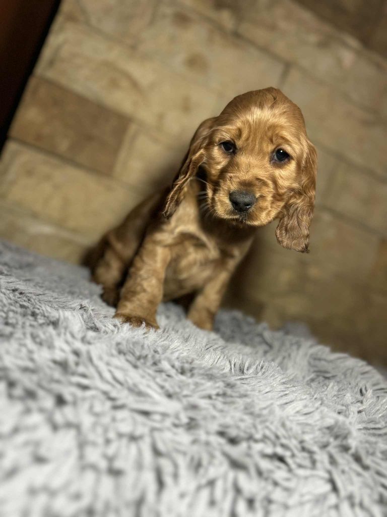 Cocker spaniel angielski sunia z rodowodem