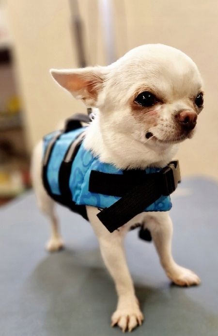 Kamizelka Ratunkowa Dla Psa Do Wody Kapok Do Pływania Odblask Niebiesk