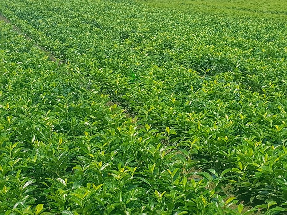 Laurowiśnia wschodnia Caucasica, Novita, Rotundifolia! 200 cm! Prunus!