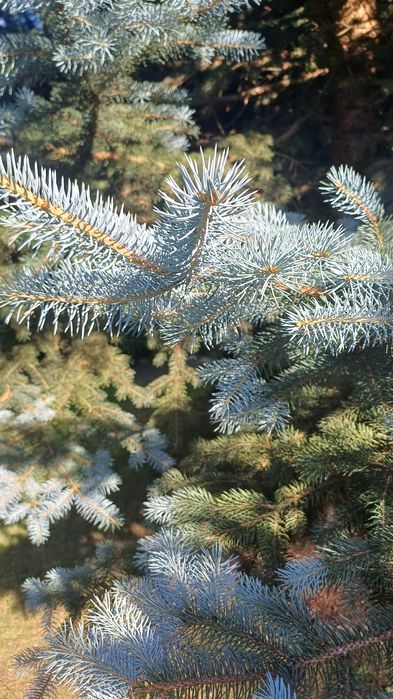 Gałązki drzew iglastych-stroisze