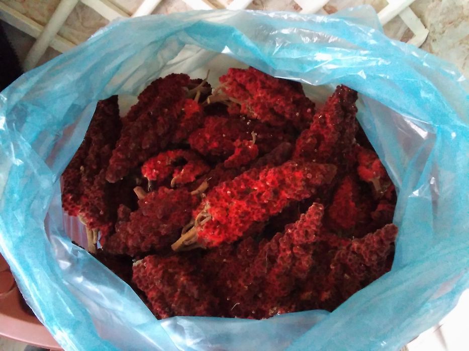 сумах оленерогий или уксусное дерево саженцы и плоды