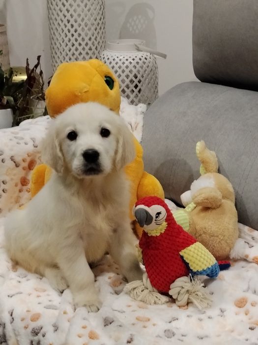 Golden Retriver com LOP e Afixo