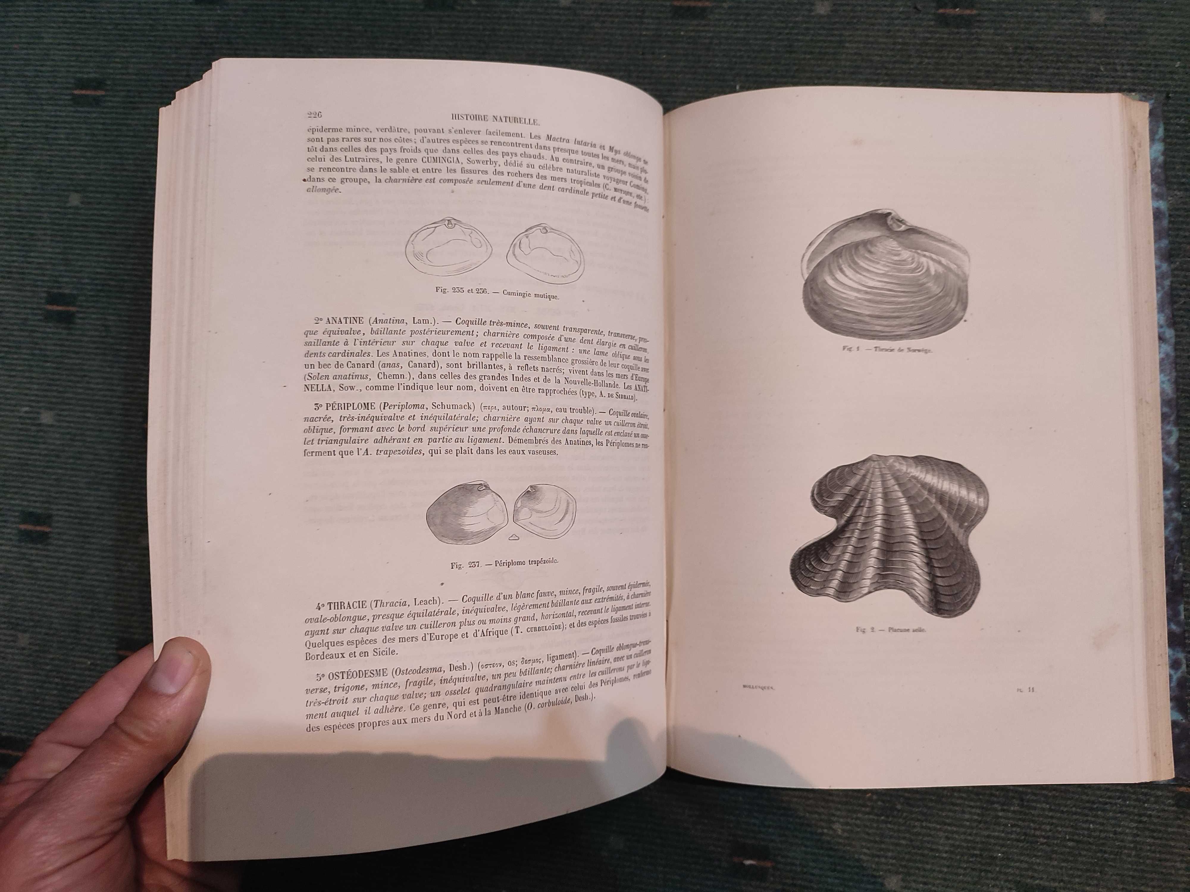 Encyclopédie D'Histoire Naturelle Traité Complet-Crustaces, Moll, Zoop