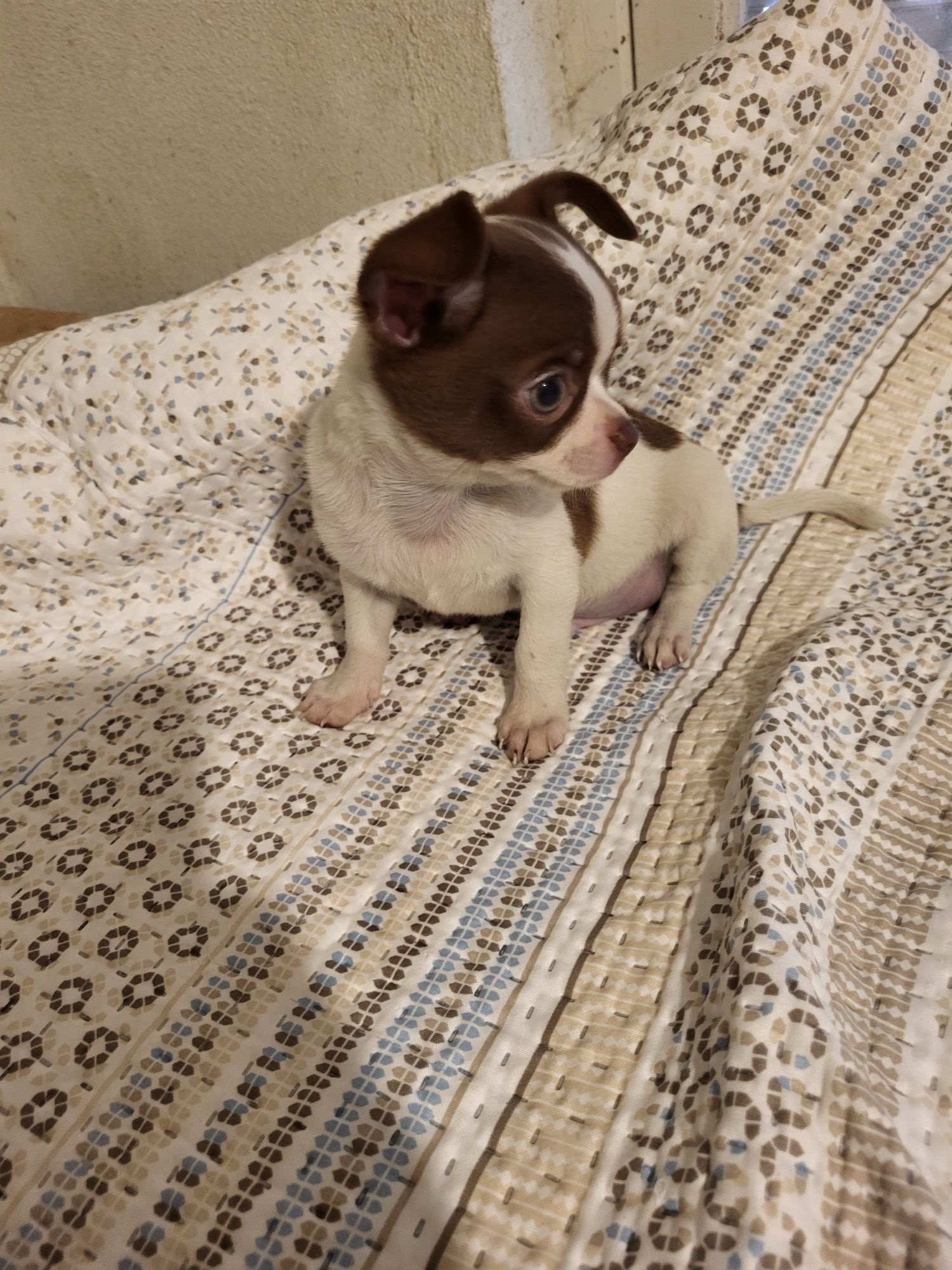 Chihuahua machinho branco e chocolate