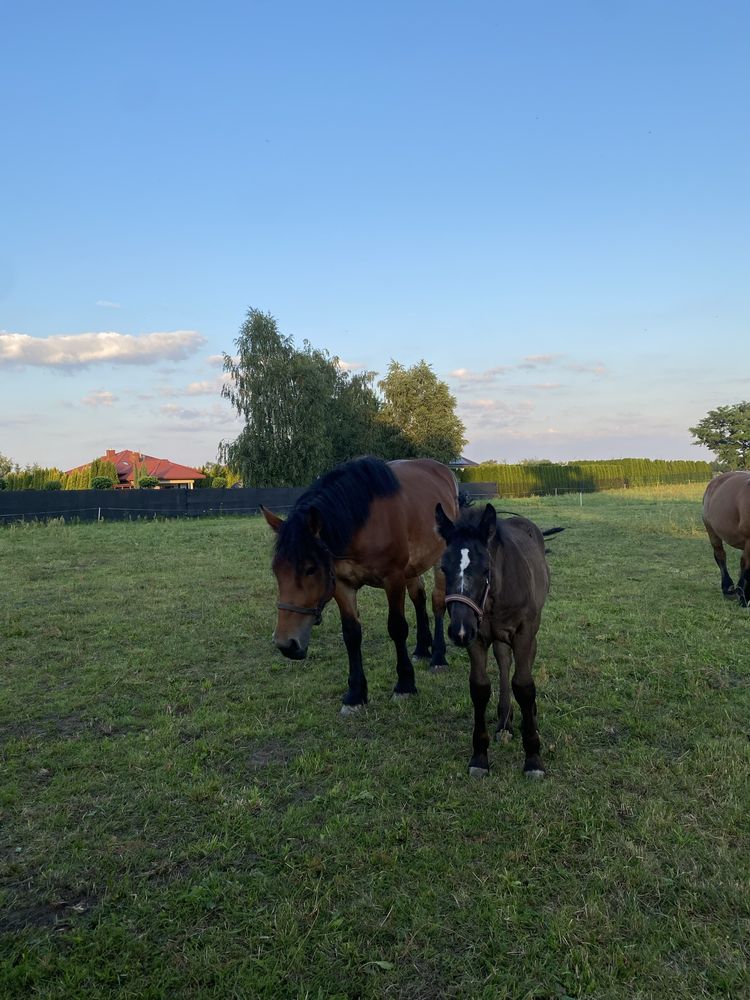 Sprzedam klacze zimnokrwoste ze źrebakami