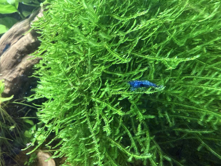 Krewetki blue velvet