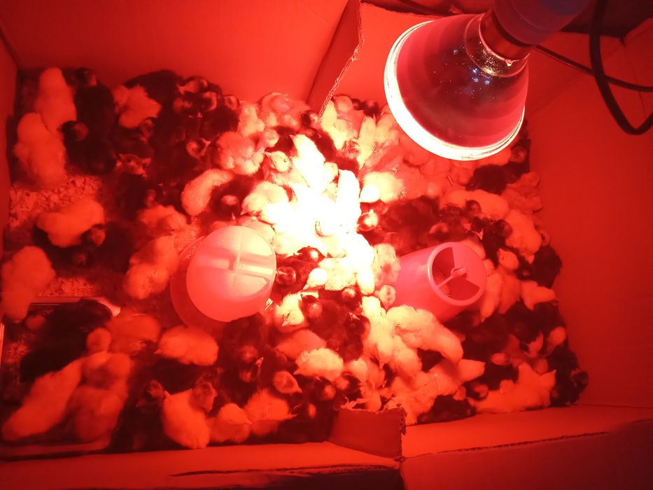 Pintos com 1 mês pedrês/brancos/amarelos