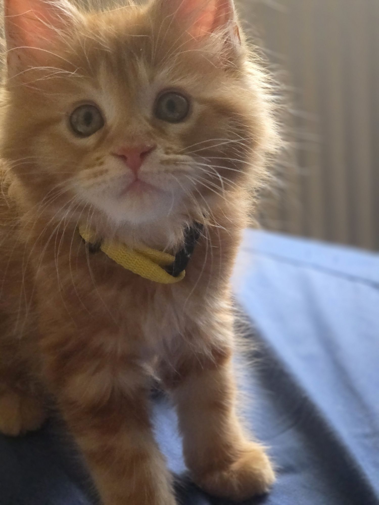 Kocurek Maine Coon