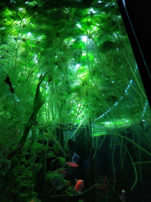 Рослини Акваріумні - Лімнобіум, Валіснерія, Мох , Роголисник