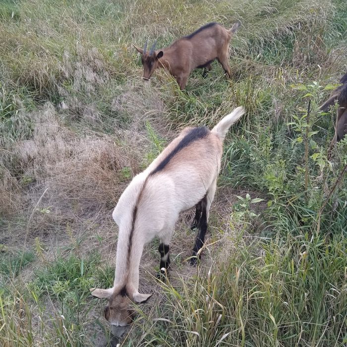 Продам кізоньку-альпійку Камілу