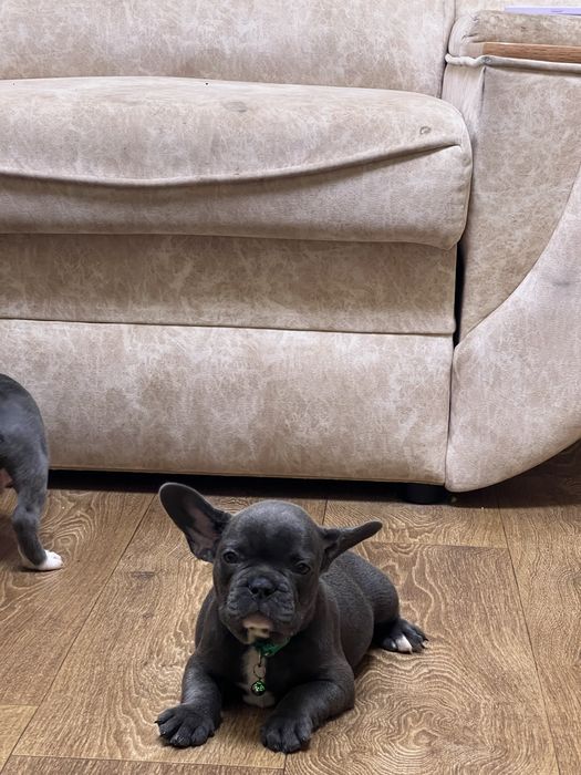 Голубі хлопчик та дівчинка