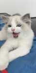 Kotek 5 miesięcy Ragdoll Bicolour Raga 03 samiec
