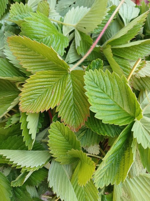 Листя лісової суниці (земляника) з Карпат