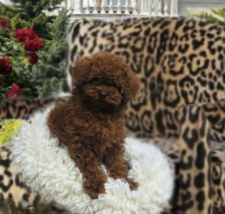 China toy poodle girl red braun Teddy