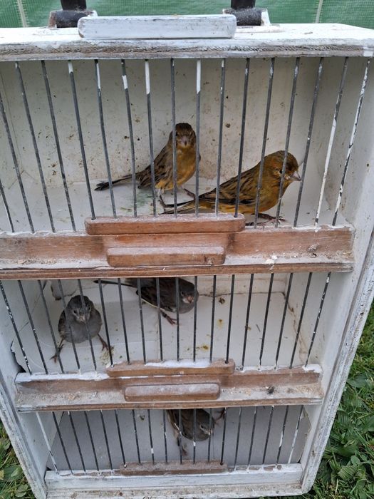 Sprzedam kanarki samce