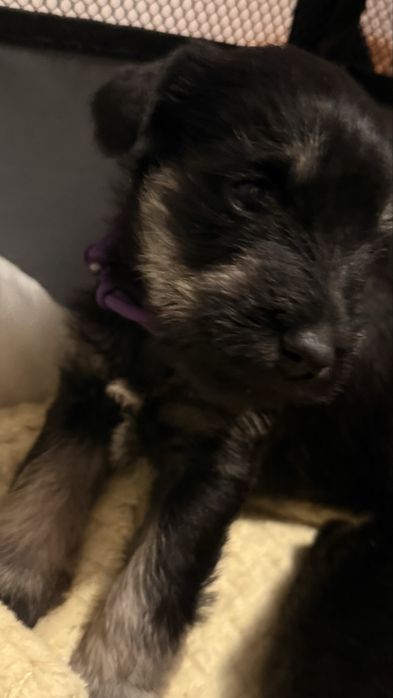 Sznaucer miniaturowy -SUCZKA