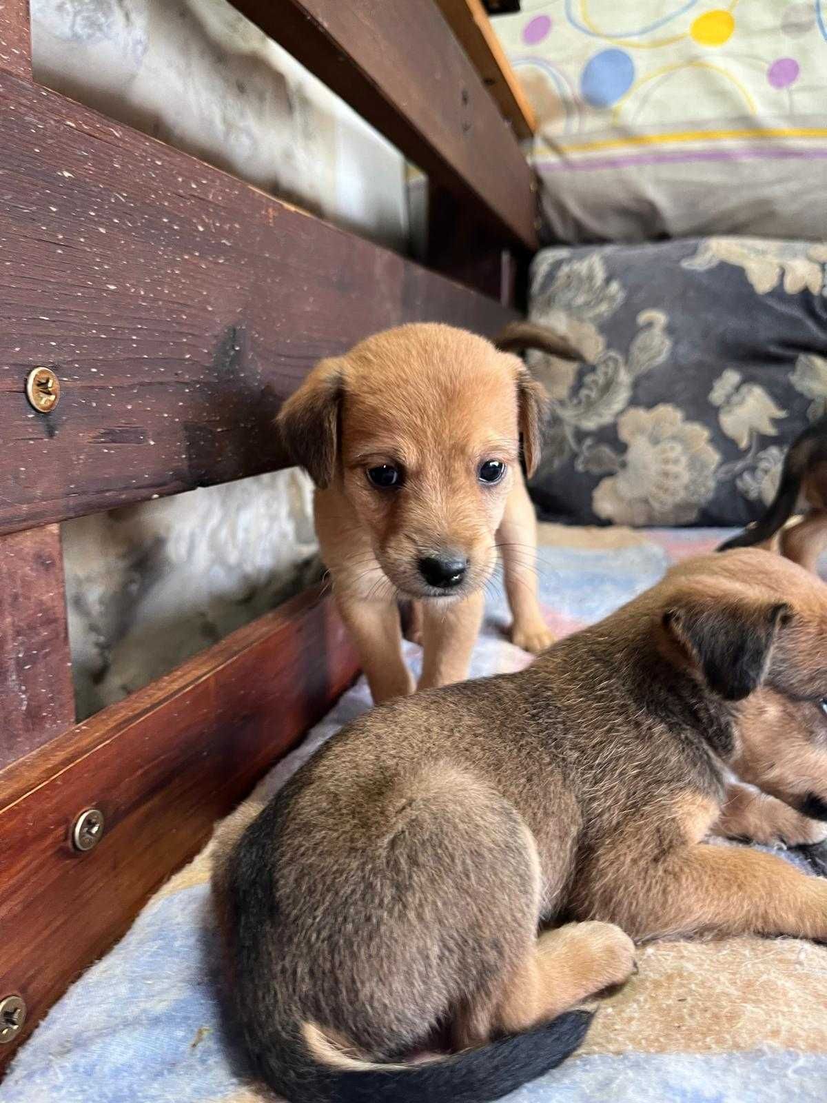 Cão bebé, 1 mês de vida - cãezinhos / cachorros