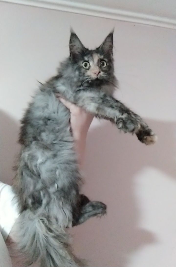 Красивейший котенок