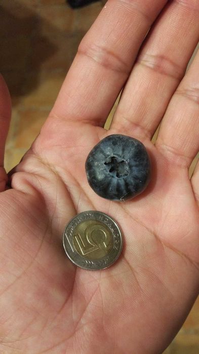 Borówka amerykańska sadzonki !!!