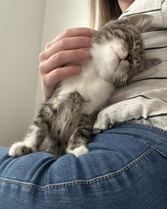 Kocurek maly oddam za darmo