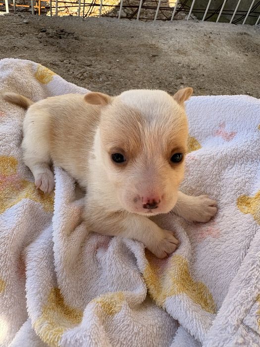 PARA DOAÇÃO - Cães de porte pequeno com 1 mês