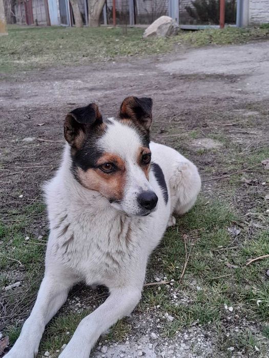 Віддам у добрі руки