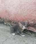 Gatos bebés 2 fêmeas