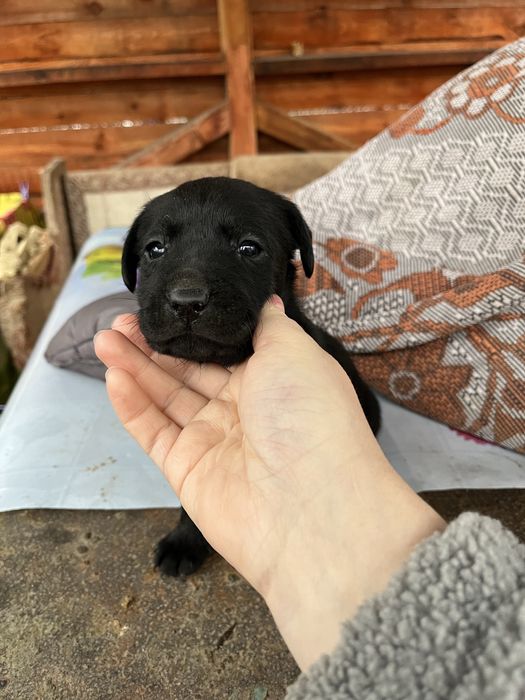 Цуценя лабрадора