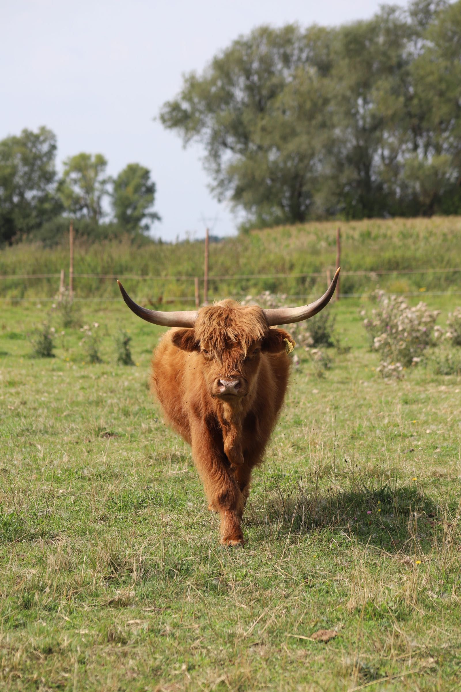 Highland Cattle bydło szkockie