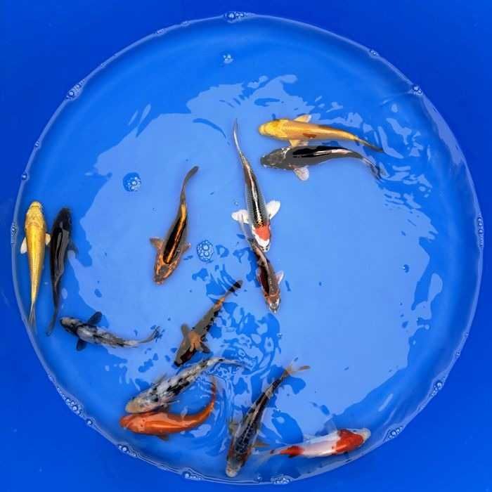 Rybki do oczka Japonskie Karpie koi import