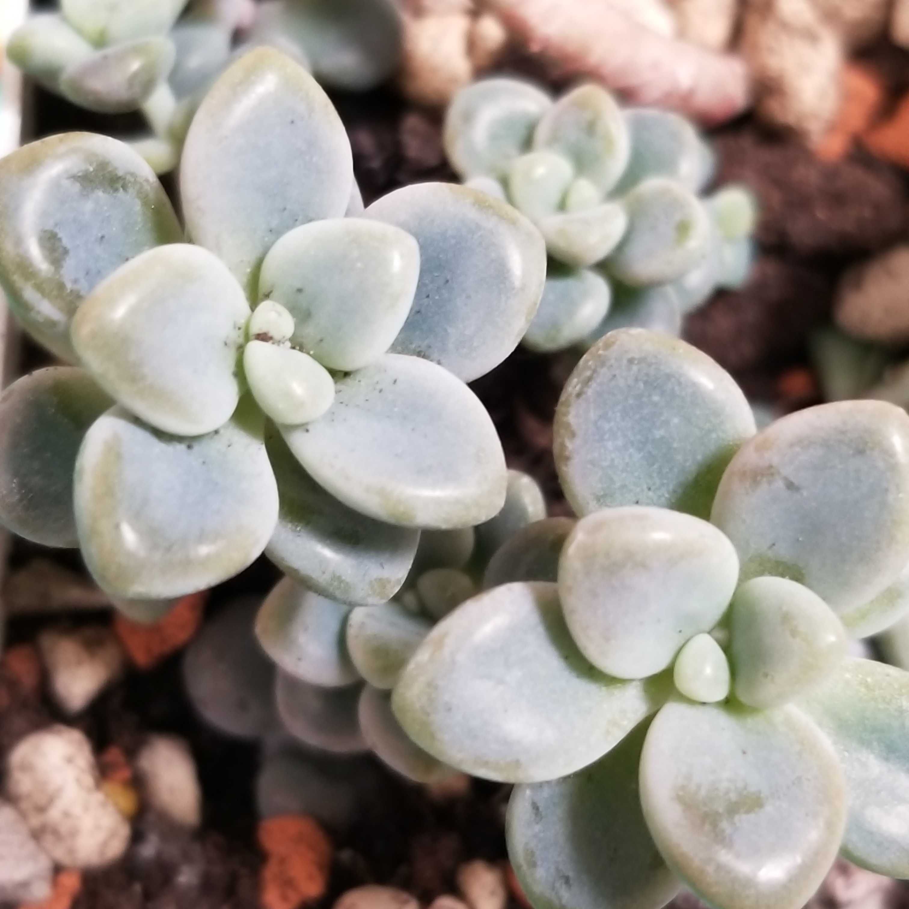 Суккулент Graptopetalum Ellen