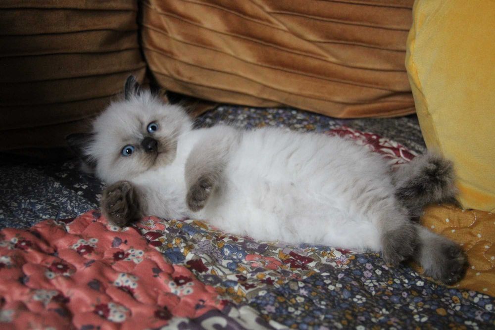 Kotka Neva Masquerade idealne umaszczenie Seal Point kot syberyjski