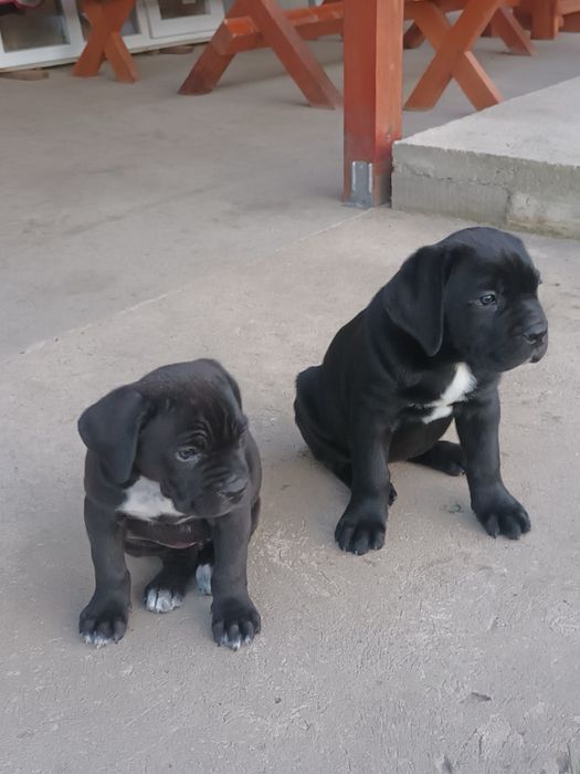 Цуценята Кане корсо (Щенки Кане корсо)