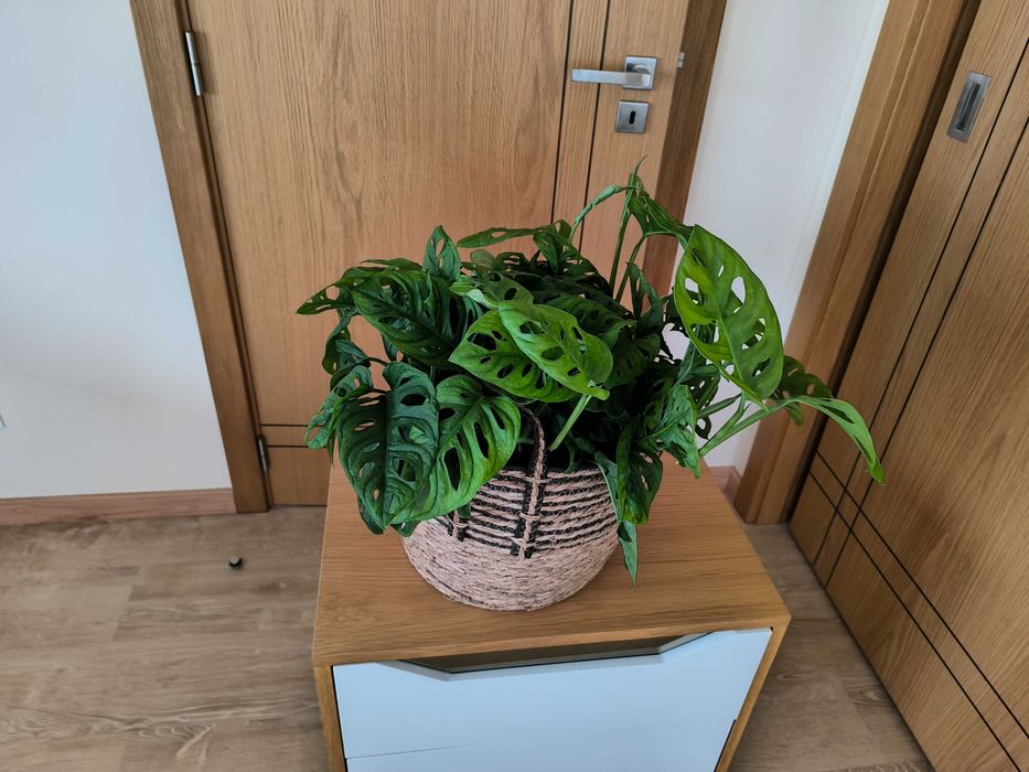 Costela-de-Adão Mini – com Folhagem Densa e Exuberante