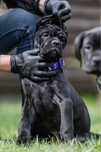 Срочно ! Породные щенки Кане Корсо (Cane Corso Italiano