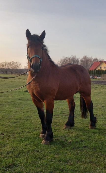 Ogier zimnokrwisty GAFREST 81 pkt